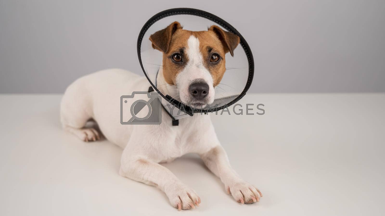 Royalty free image of Jack Russell Terrier dog in plastic cone after surgery. by mrwed54