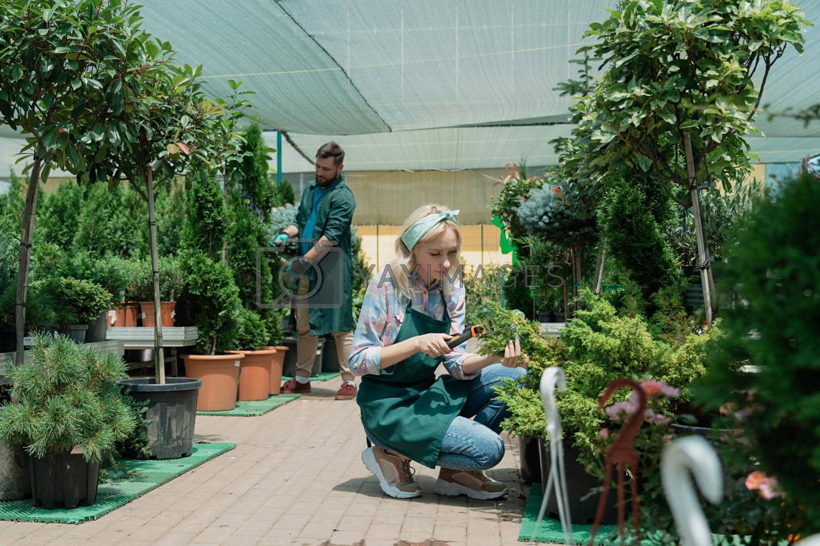 Royalty free image of Gardeners work in modern nursery plant store in greenhouse by Mariakray