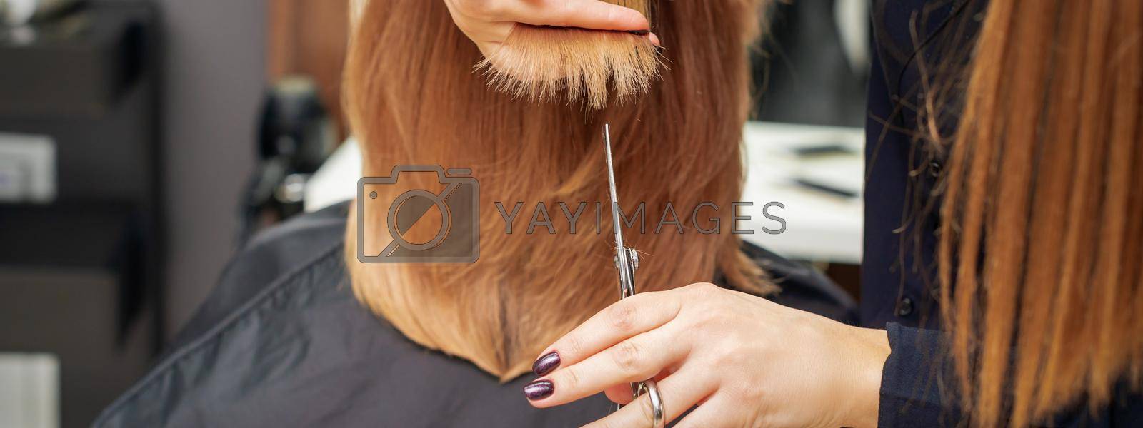 Royalty free image of Hairdresser cuts red hair tips by okskukuruza