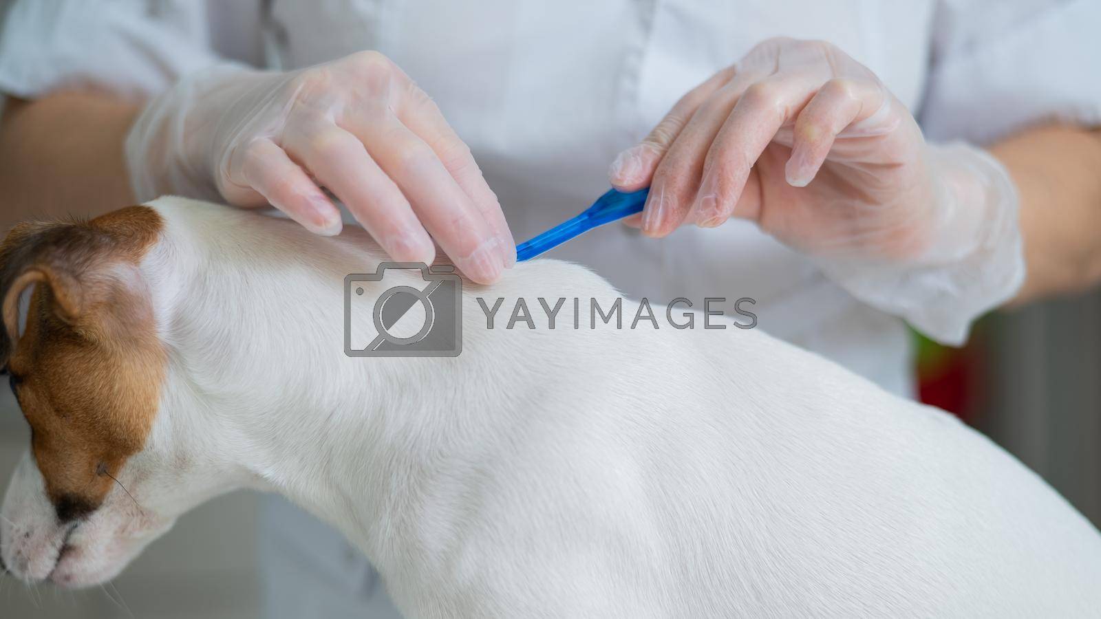Royalty free image of A veterinarian treats a dog from parasites by dripping medicine on the withers. by mrwed54