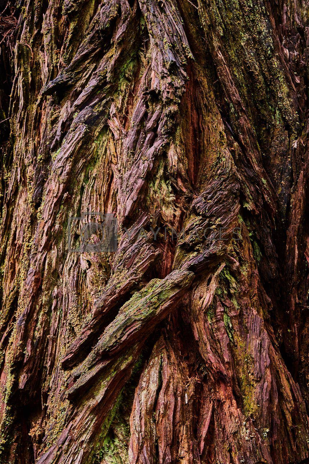 Royalty free image of Texture asset of ancient Redwood tree with thick bark by njproductions