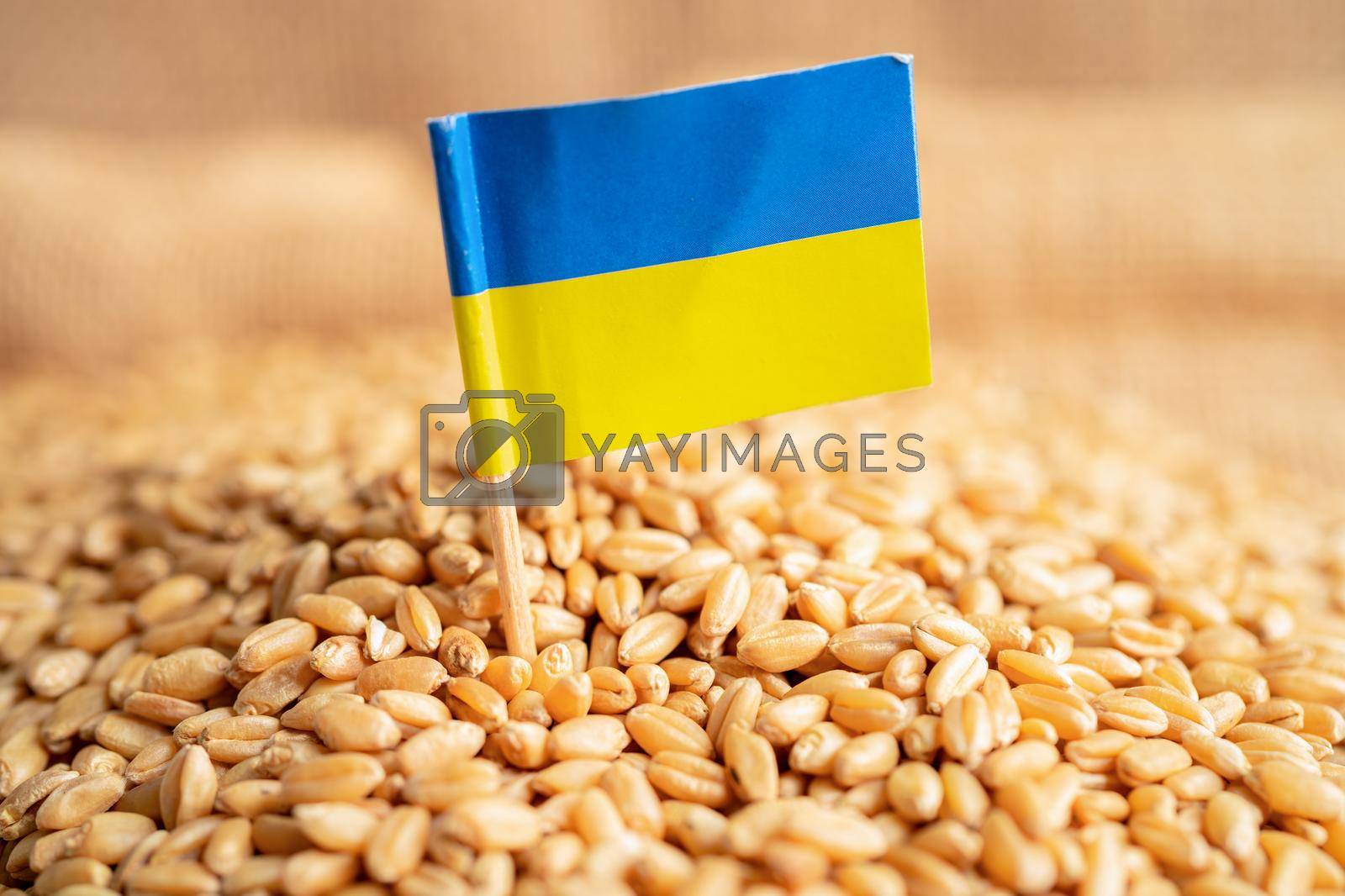 Royalty free image of Grains wheat with Ukraine flag, trade export and economy concept. by pamai
