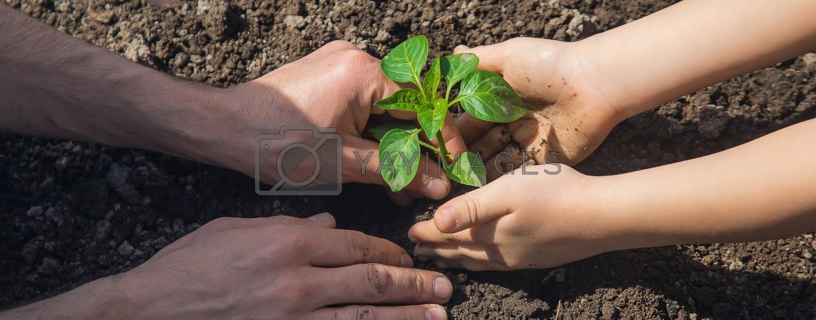 Royalty free image of A child with his father plant a nursery garden. Selective focus. by yanadjana