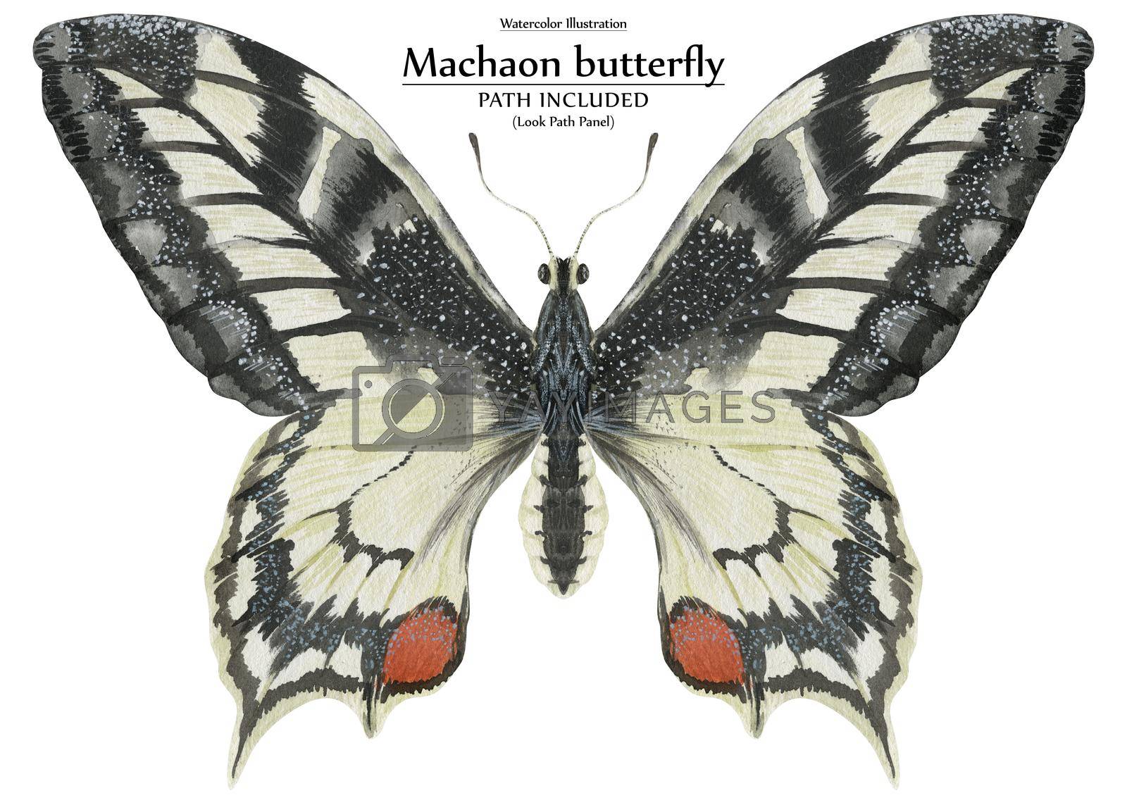 Royalty free image of Watercolor realistic biological art illustration Machaon butterfly by Xeniasnowstorm