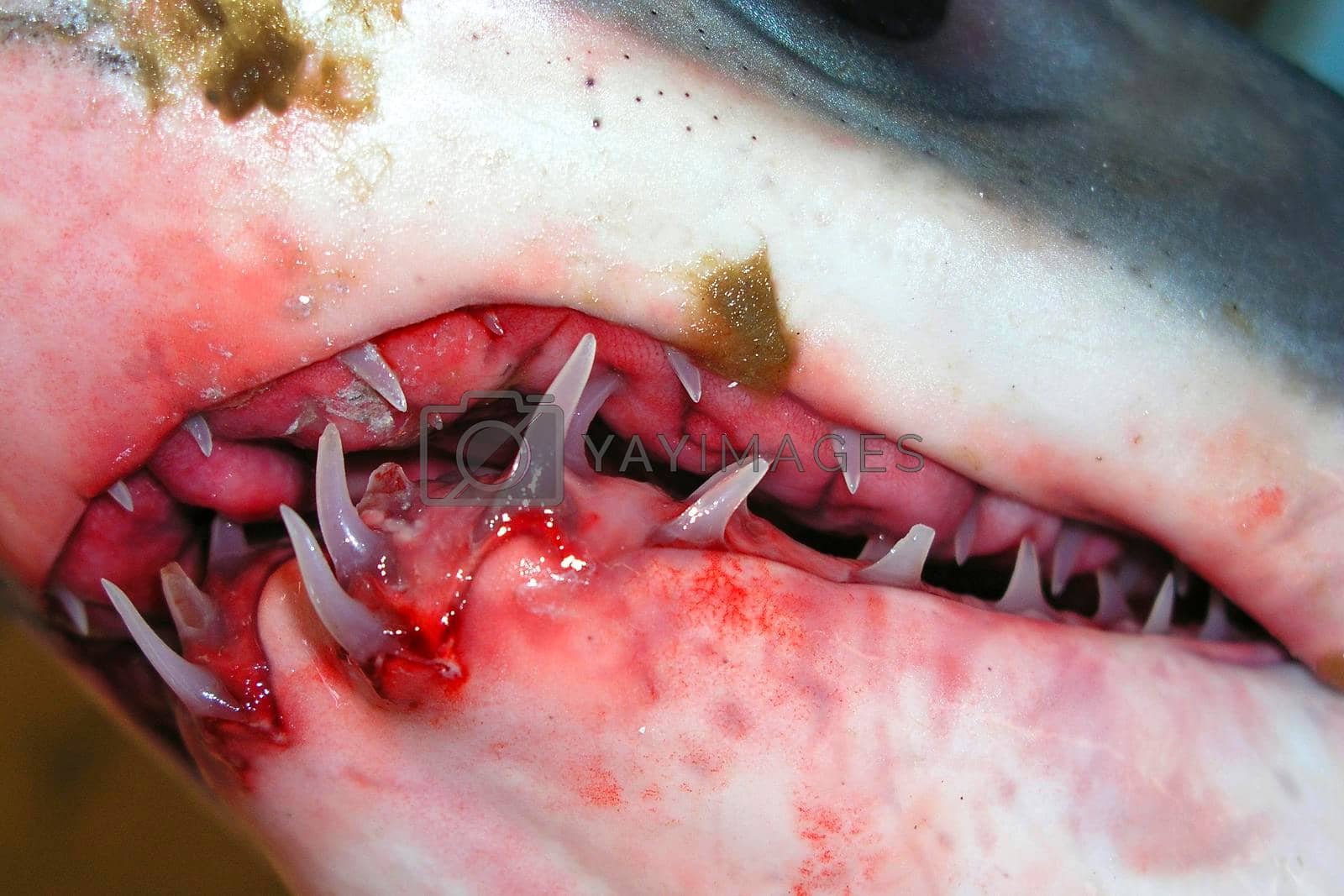 Royalty free image of Shark Teeth, Mediterranean Sea, Spain by alcaproac