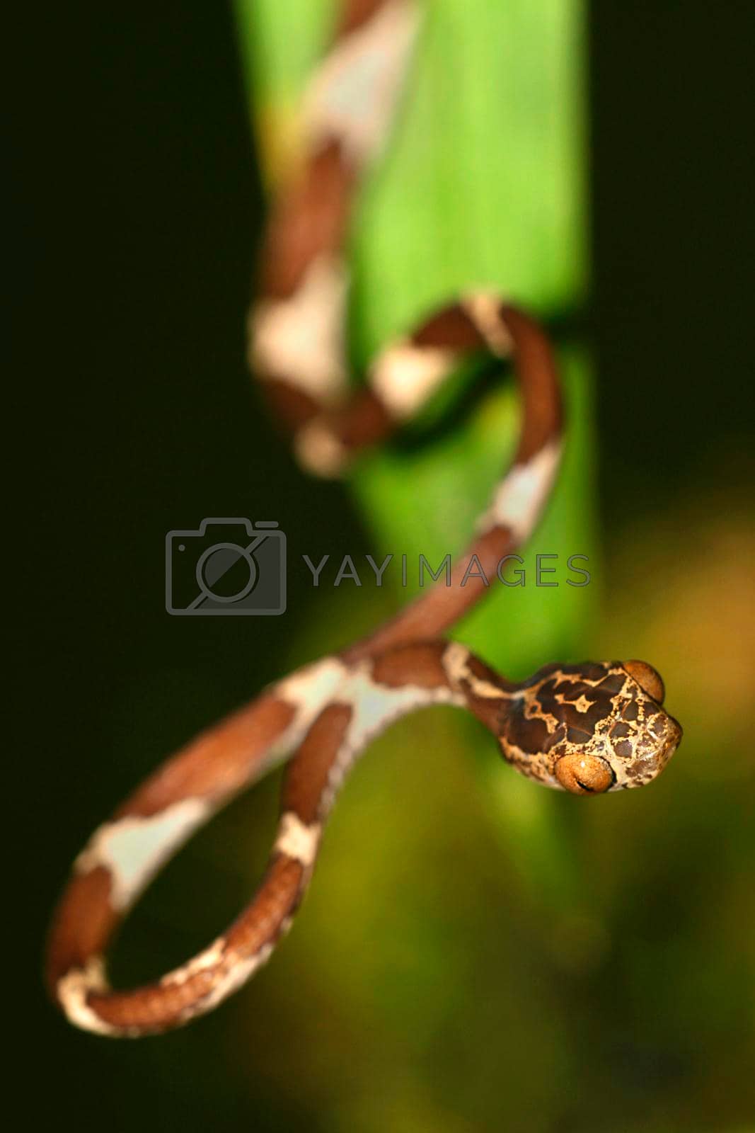 Royalty free image of Blunthead Tree Snake, Napo River Basin, Amazonia, Ecuador by alcaproac