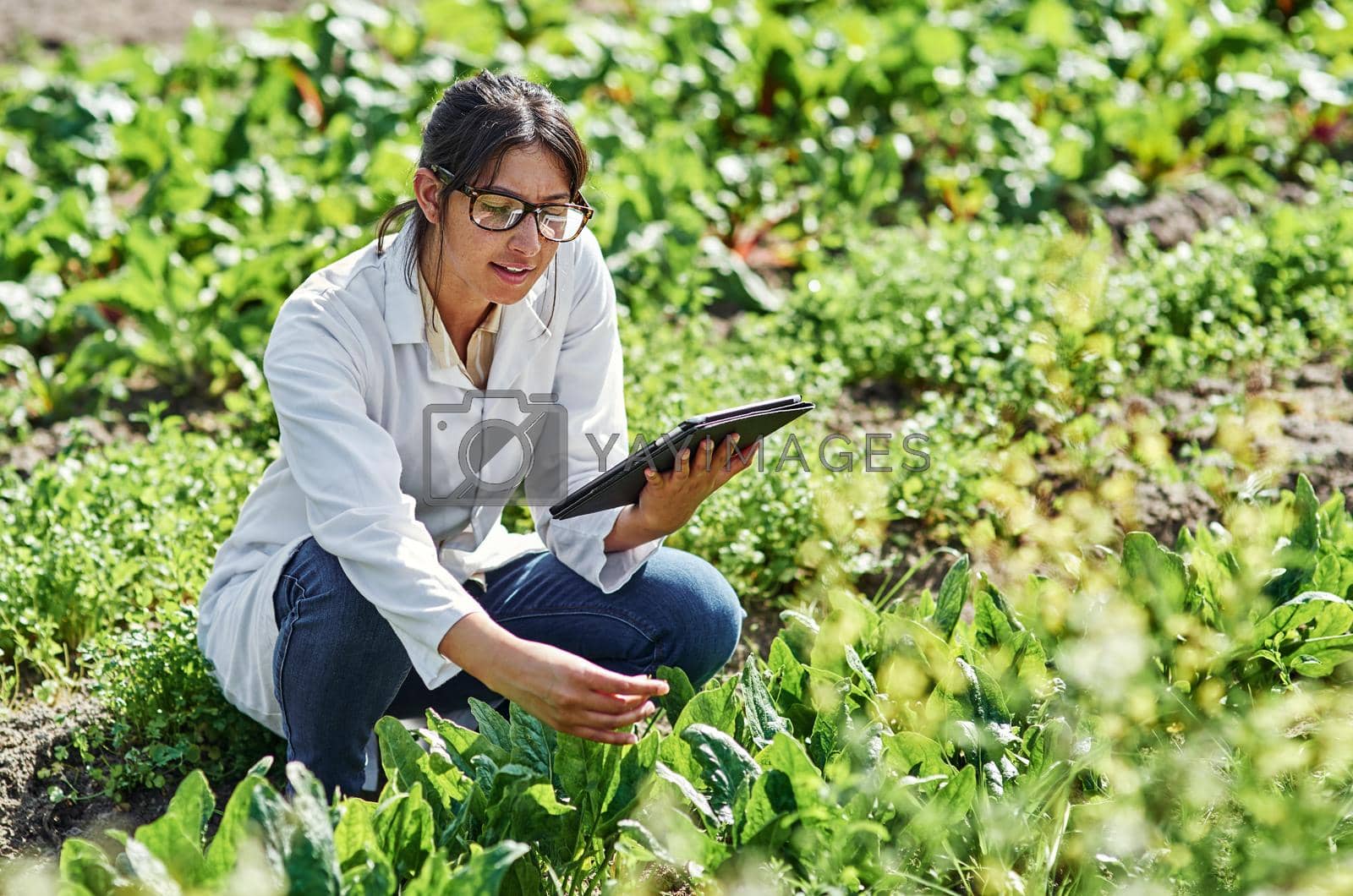 Royalty free image of This app helps me conduct experiments and research better. Shot of an attractive young scientist using a digital tablet while studying plants and crops outdoors on a farm. by YuriArcurs