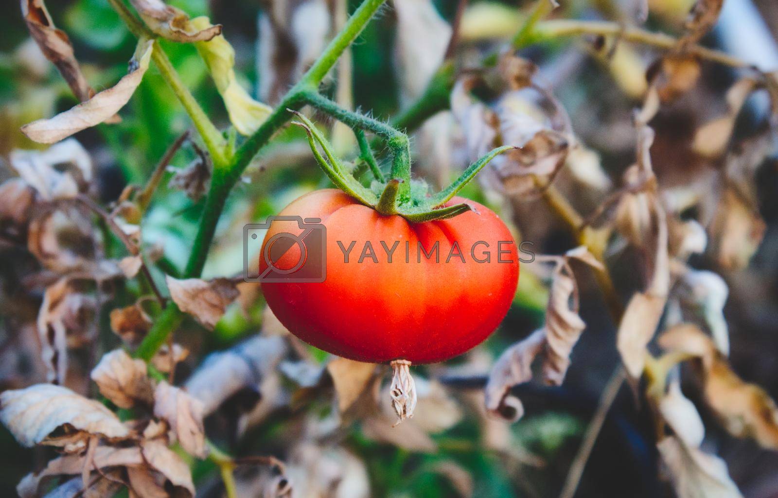 Royalty free image of A single, bright red tomato hanging from a green stalk by tennesseewitney