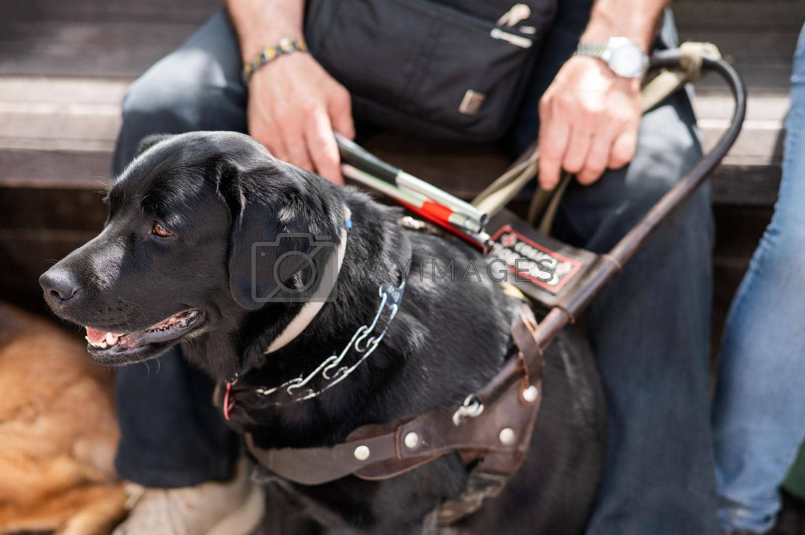 Royalty free image of Black Labrador working as a guide dog for a blind man. by mrwed54