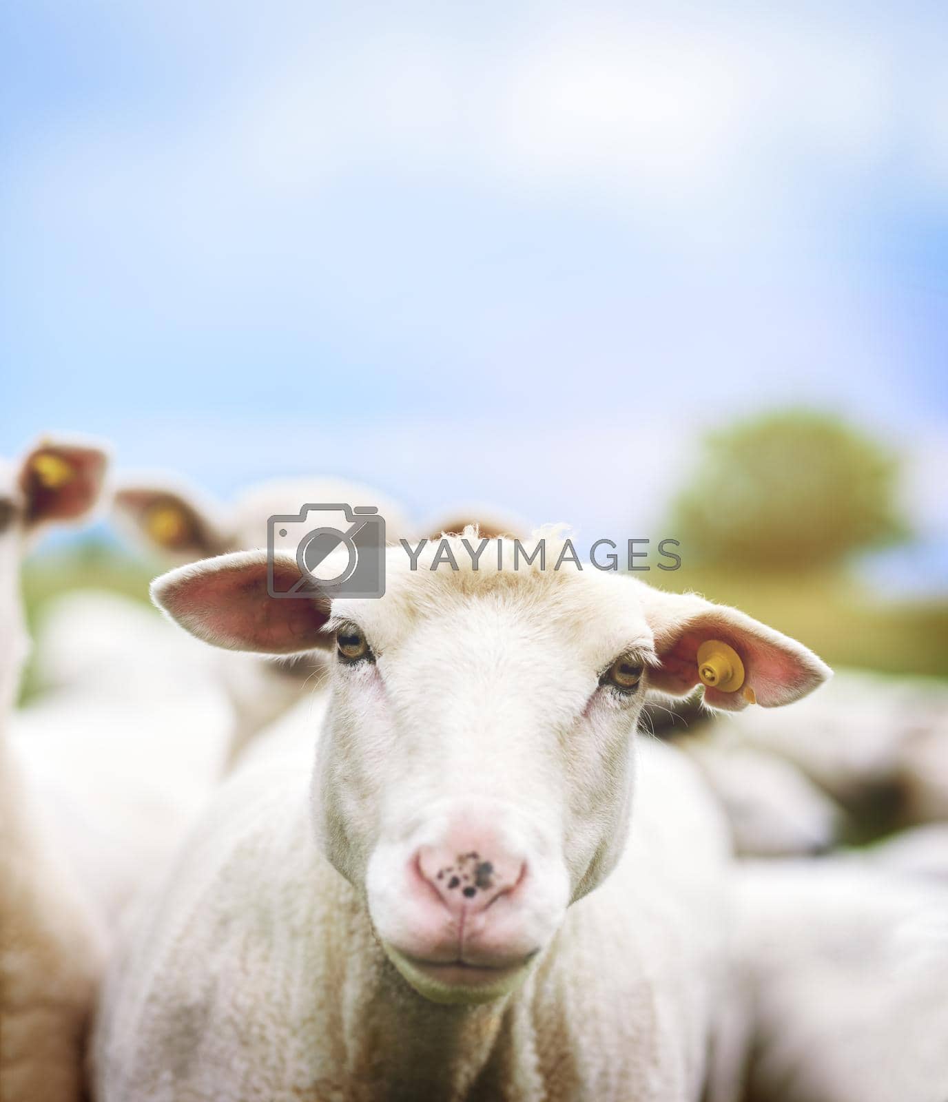Royalty free image of Its a sheeps life. Cropped shot of sheep on a farm. by YuriArcurs