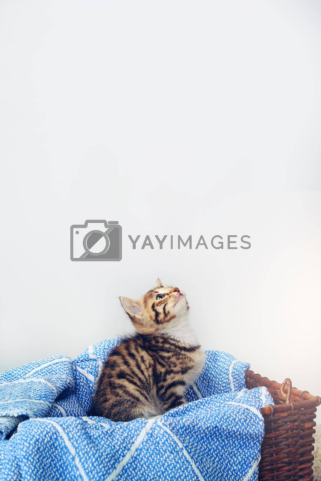 Studio shot of an adorable tabby kitten sitting on a soft blanket in a basket.