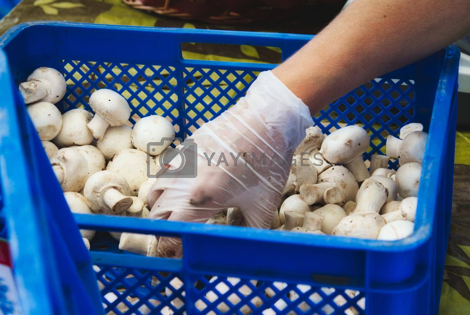 Royalty free image of A food handler with latex glove picking up white button mushrooms from a plastic crate by tennesseewitney
