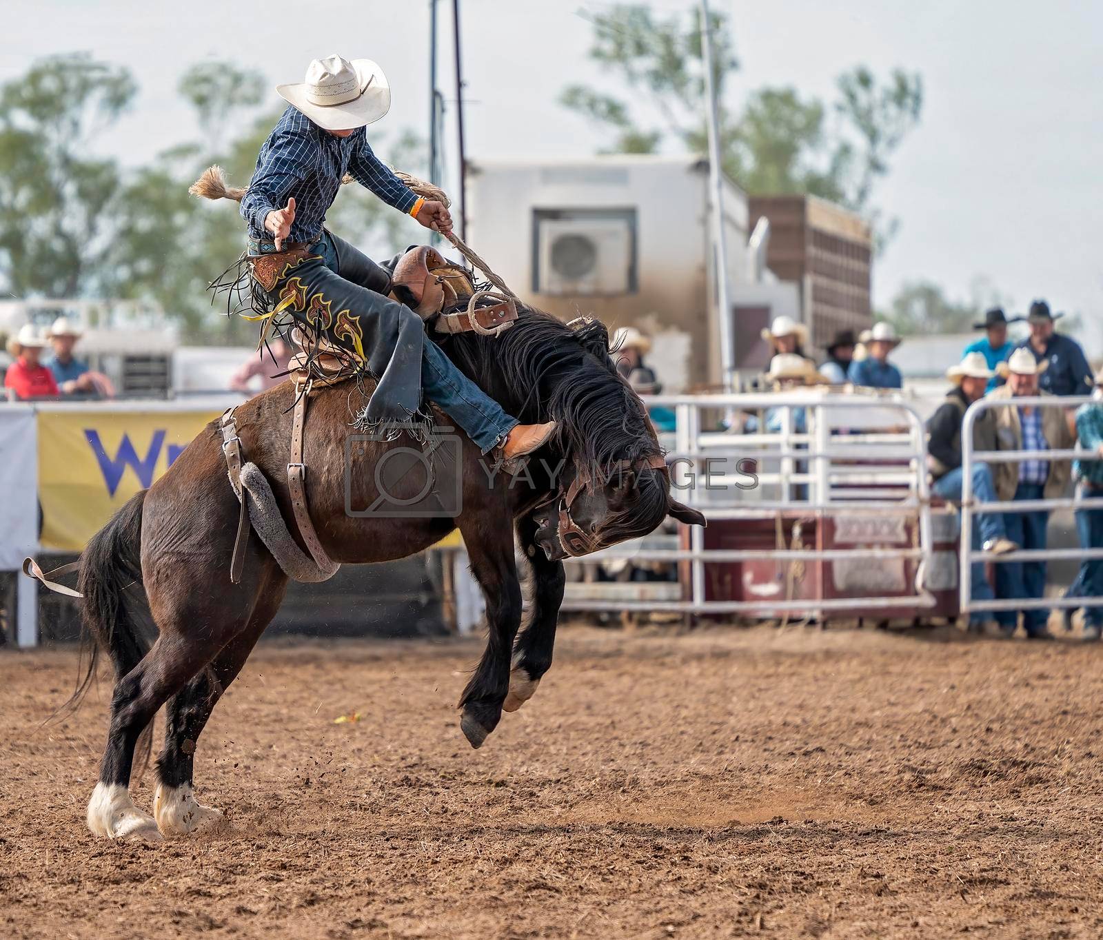 Royalty free image of Saddle Bronco Riding At Country Rodeo by 	JacksonStock