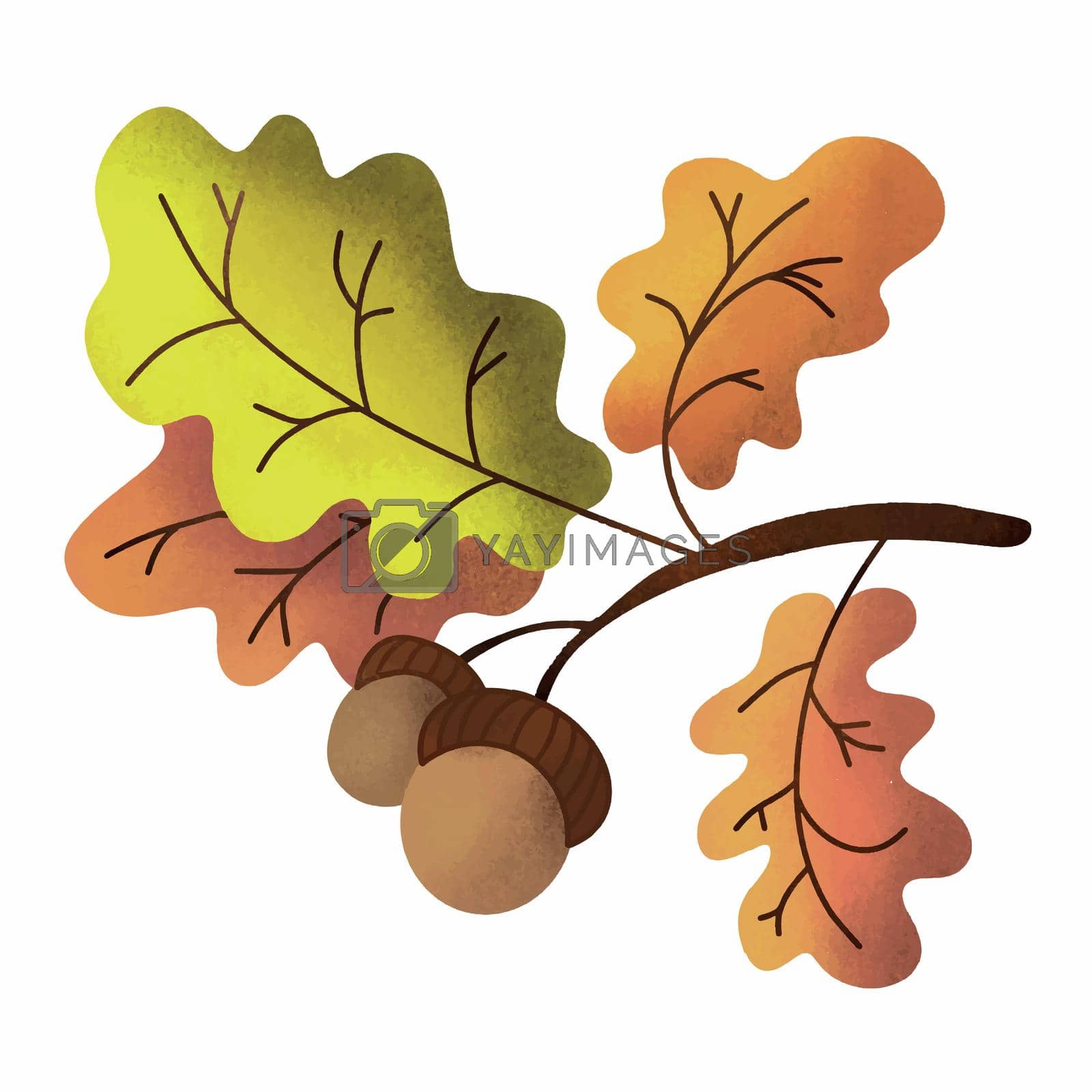 Royalty free image of Vector illustration of an oak branch with leaves and acorns by Olga_OLiAN