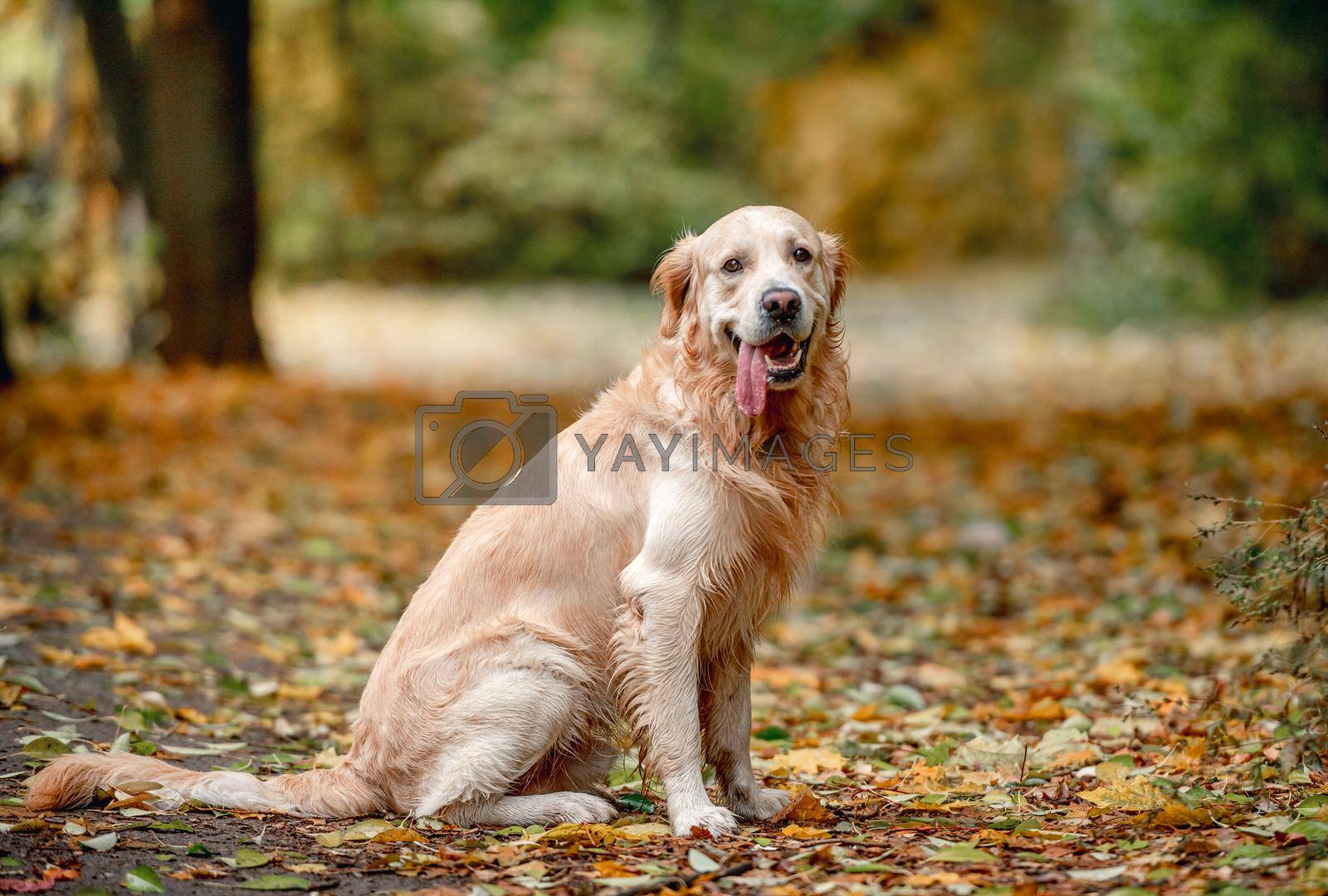 Royalty free image of Golden retriever dog in park by tan4ikk1