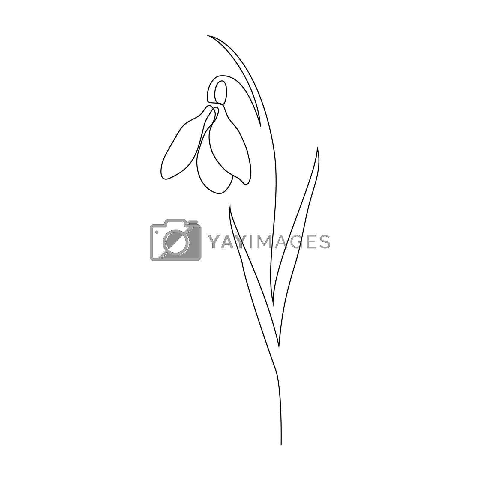 Royalty free image of Snowdrop flower in line art style. by kiyanochka