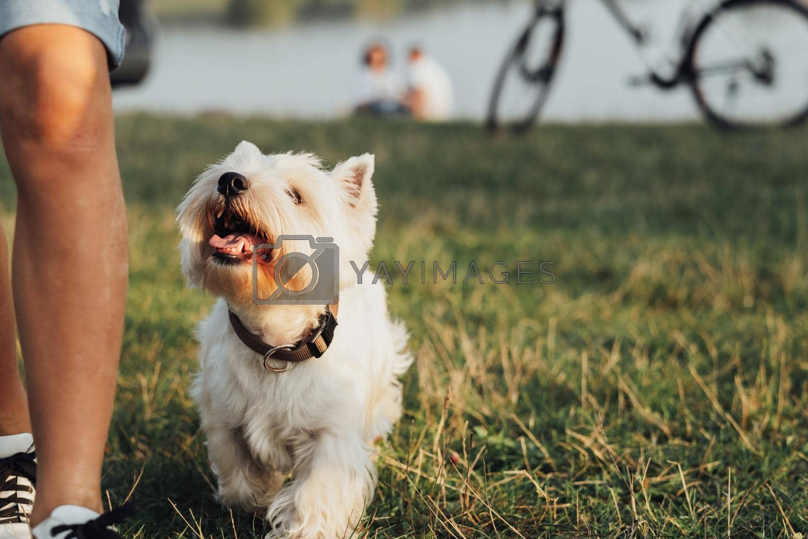 Royalty free image of Pet West Highland White Terrier Dog Following It's Owner Outdoors, Copy Space by Romvy