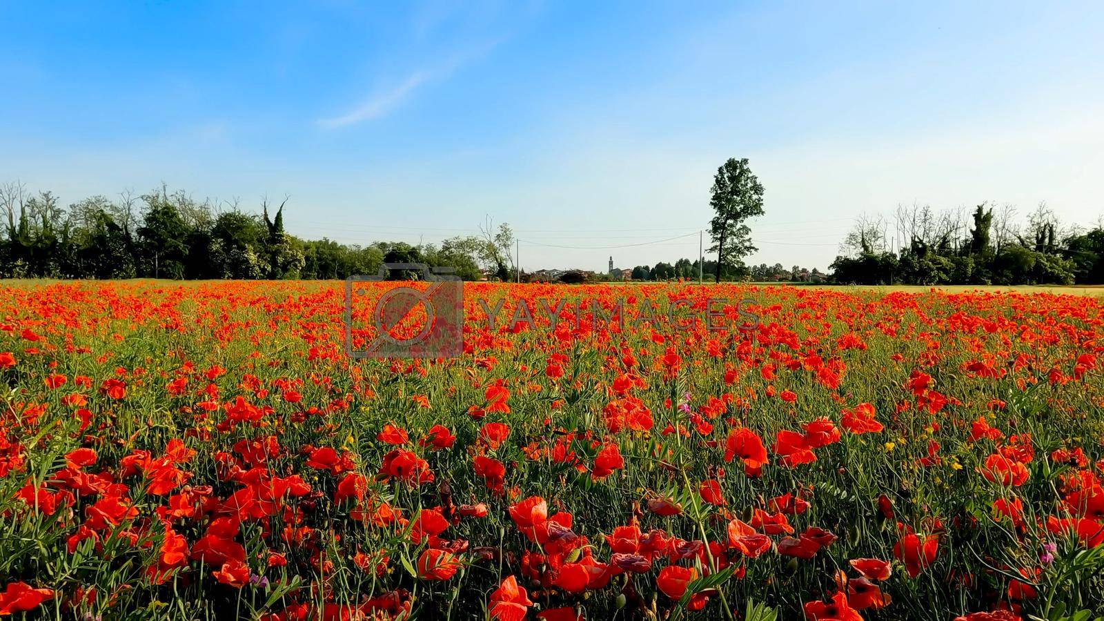 Landscape of a Poppy Field in the Italian Countryside