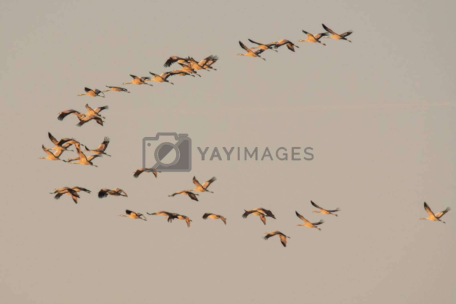 Royalty free image of several cranes fly in the sky by mario_plechaty_photography