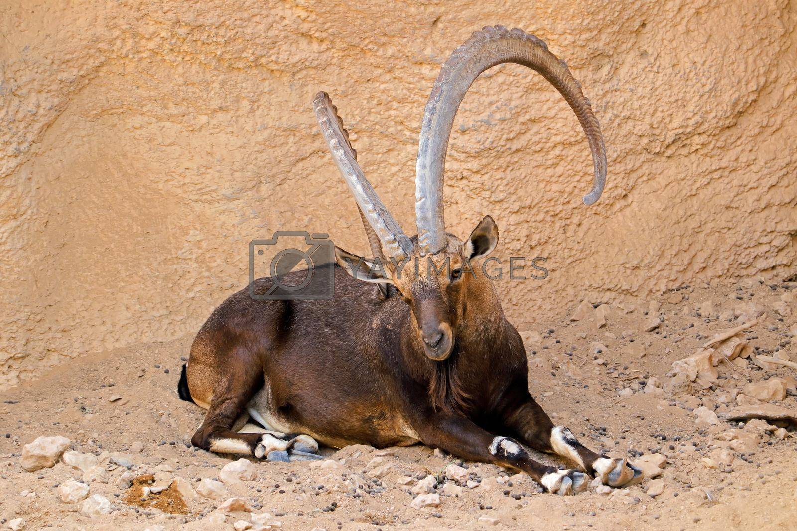 Royalty free image of Large male Nubian ibex by EcoPic