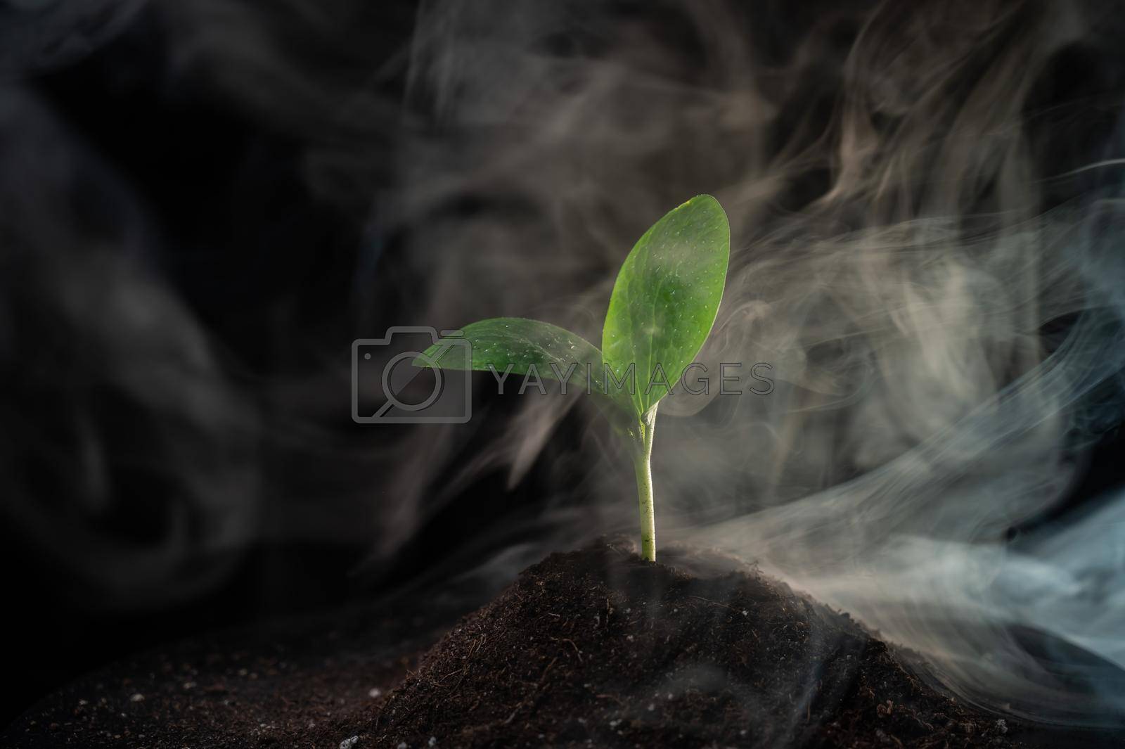 Royalty free image of Zucchini sprout in fog on a black background. by mrwed54