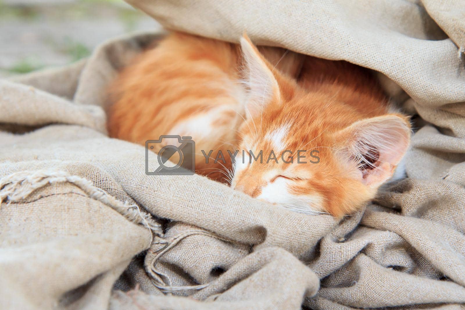 Royalty free image of Little kitty is sleeping in piece of tarpaulin by mvg6894