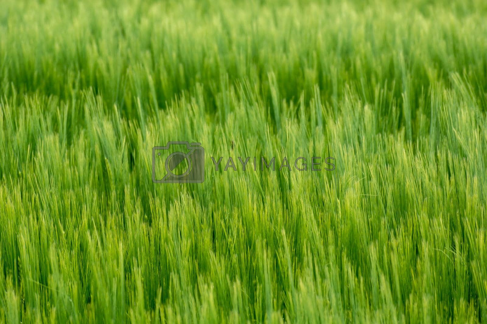 Royalty free image of Green dense ears of barley, cereal background by darekb22