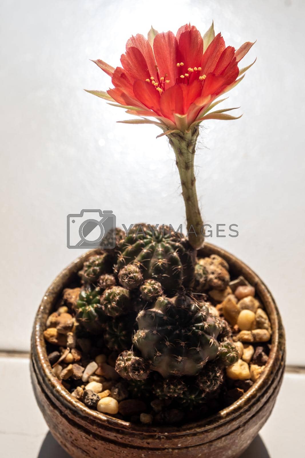 Royalty free image of Red color delicate petal with fluffy hairy of Echinopsis Cactus flower by Satakorn