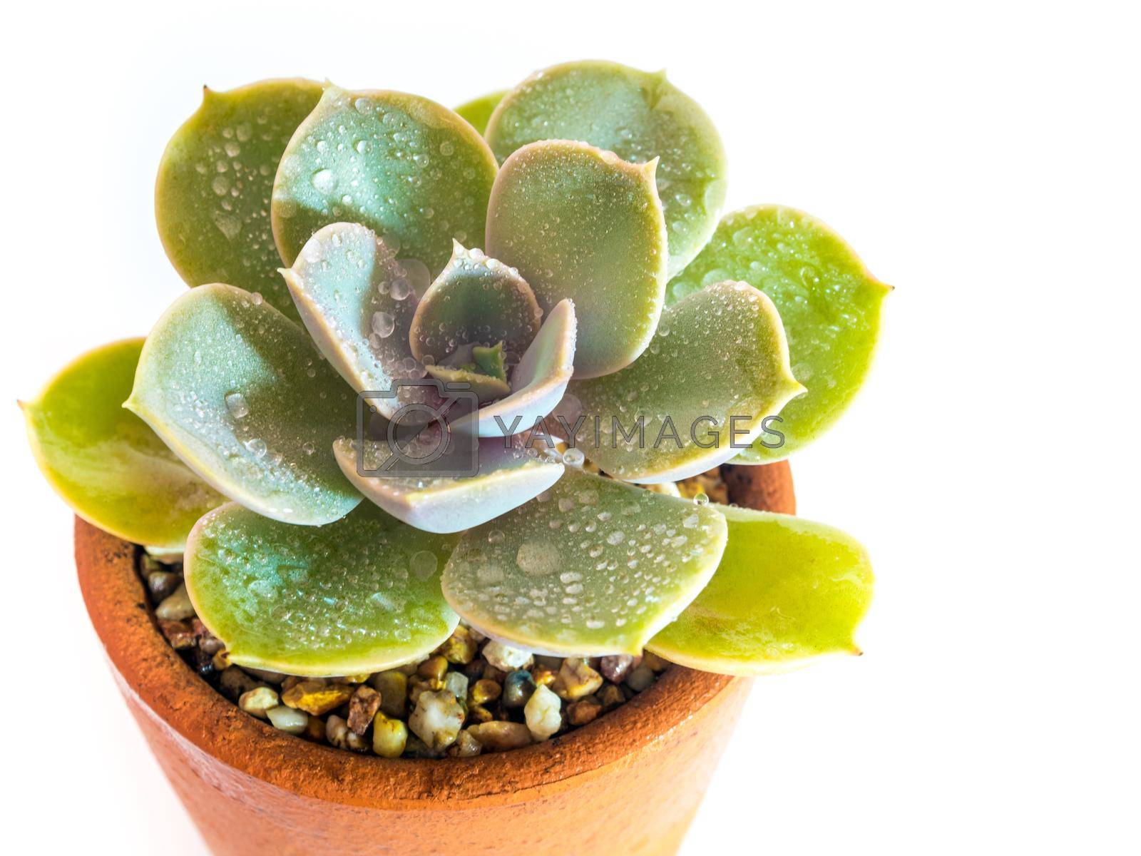 Royalty free image of Succulent plant close-up Echeveria plant in the earthen pot by Satakorn
