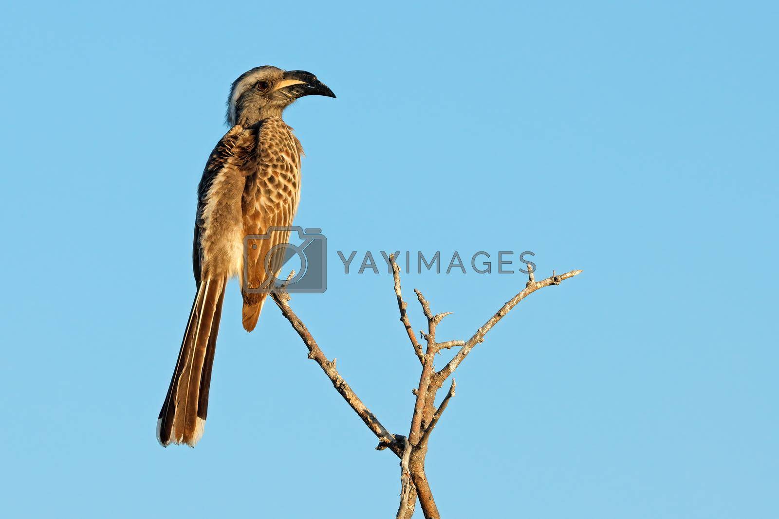 Royalty free image of African grey hornbill perched in a branch by EcoPic