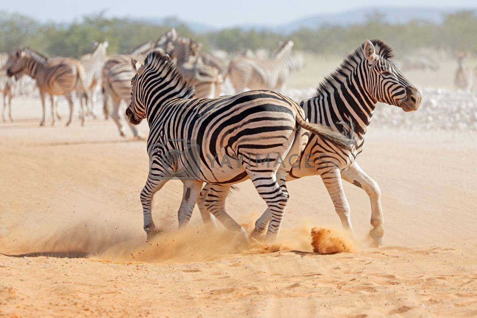 Royalty free image of Plains zebra stallions fighting by EcoPic