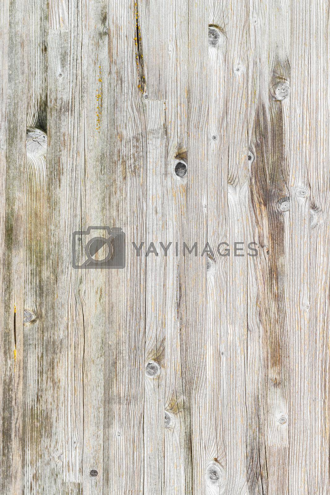 Royalty free image of Light wood background by germanopoli