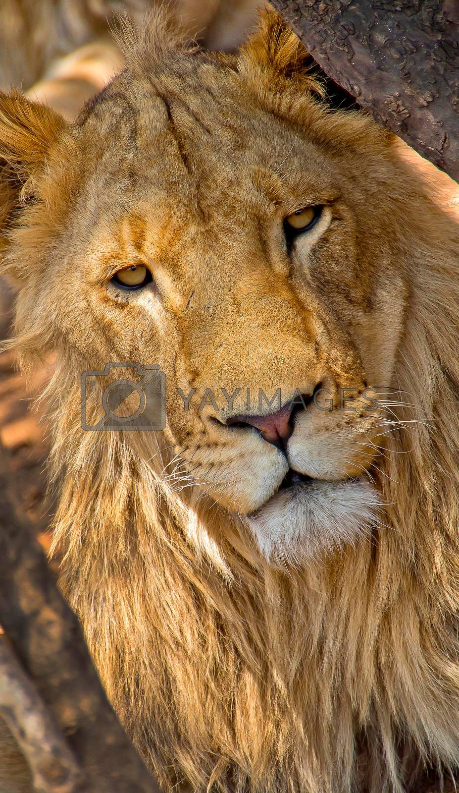 Royalty free image of Lion, Wildlife Reserve, South Africa by alcaproac