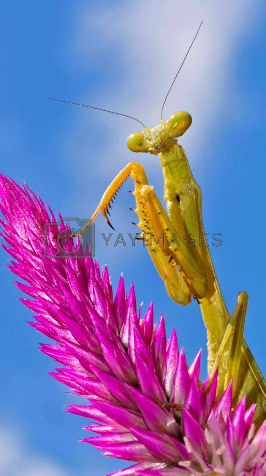 Royalty free image of Praying Mantis, Tropical Rainforest, Costa Rica  by alcaproac