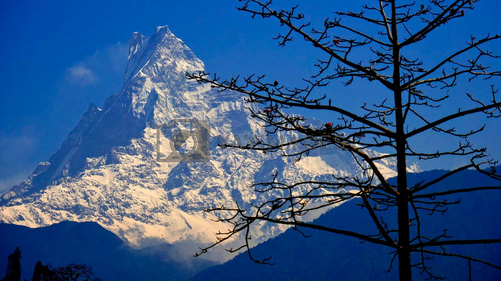 Royalty free image of Machapuchare Holy Mountain, Fish Tail, Annapurna Conservation Area,  Nepal  by alcaproac