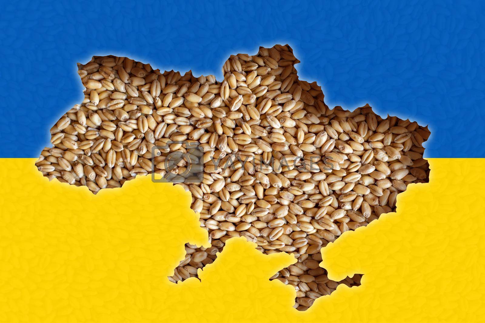 Royalty free image of Ukrainian lies on wheat that is impossible to export. World grain crisis concept by adamr