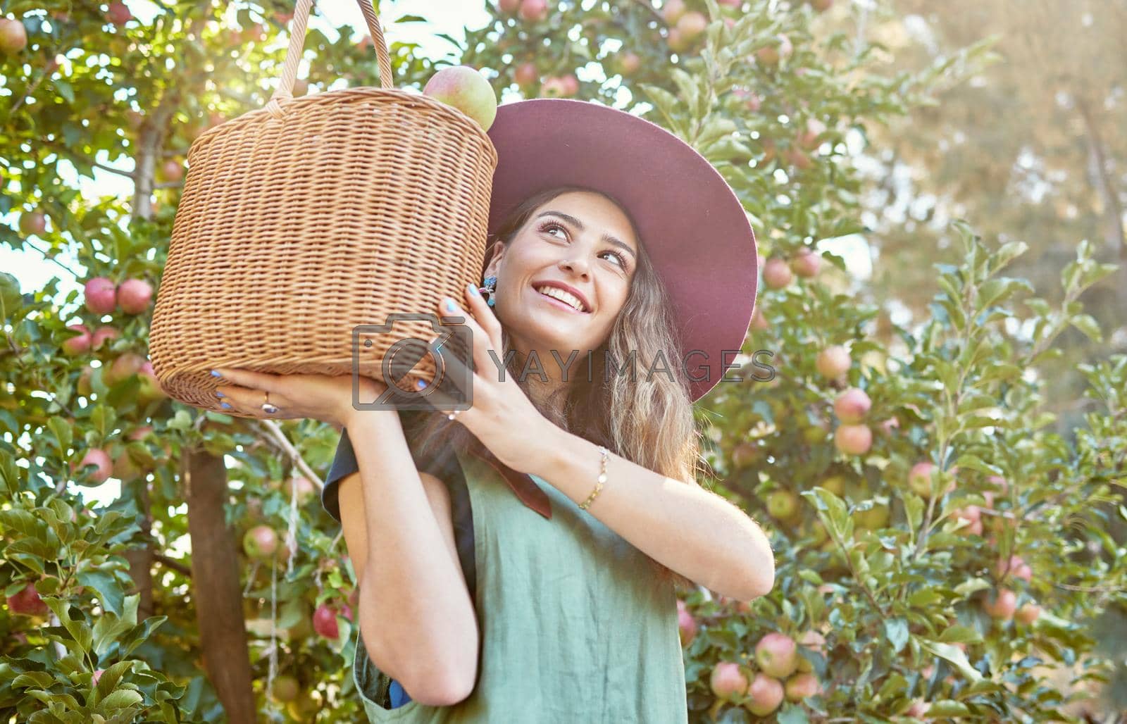 Royalty free image of One happy farmer holding basket of freshly picked apples from tree on sustainable orchard farm outside on sunny day from below Cheerful farmer harvesting juicy nutritious organic fruit in season by YuriArcurs