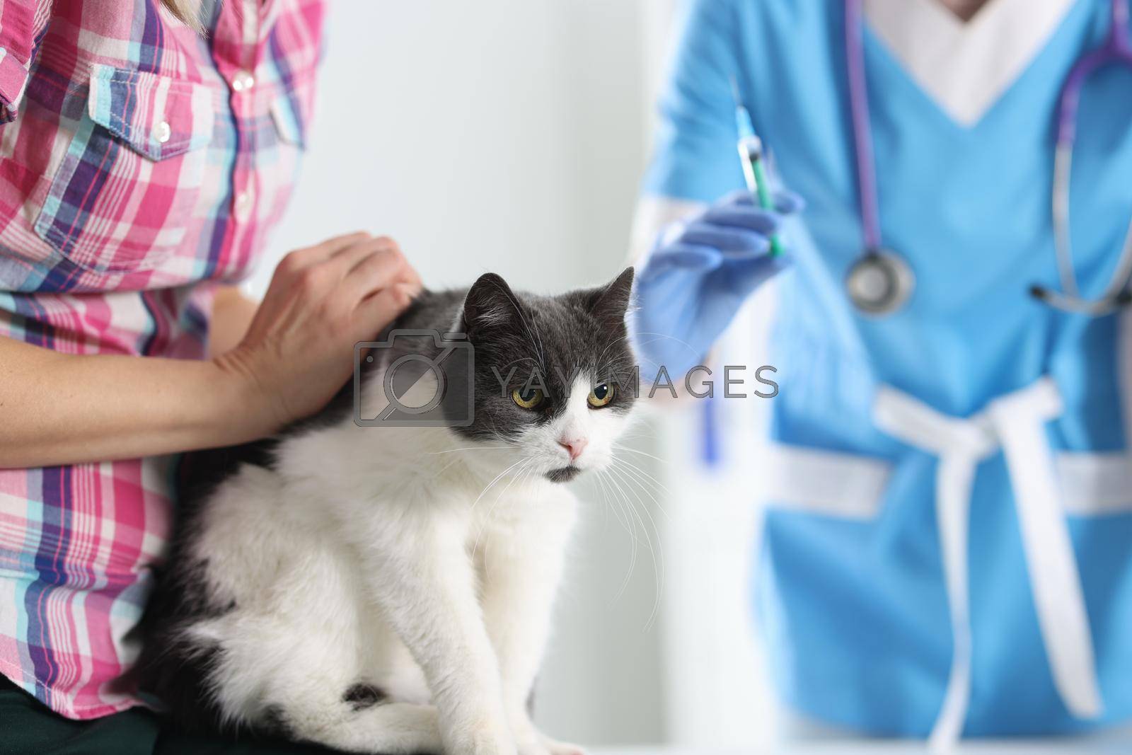 Royalty free image of Veterinarian doctor vaccinating cat at vet clinic by kuprevich