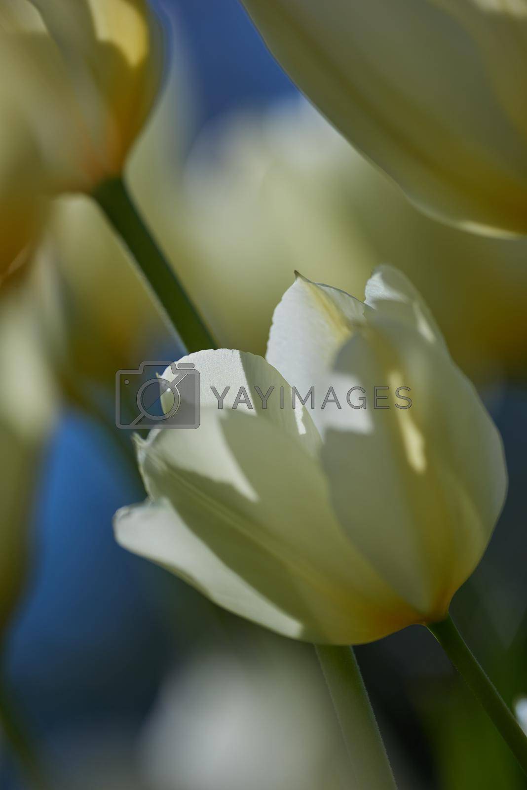 Royalty free image of White charm tulip flowers growing in a garden outdoors. Closeup of beautiful flowering plants with soft petals symbolizing purity and innocence blooming and blossoming in nature on a sunny spring day by YuriArcurs