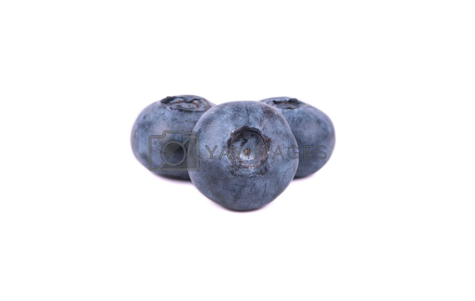 Royalty free image of Three blueberries by andregric