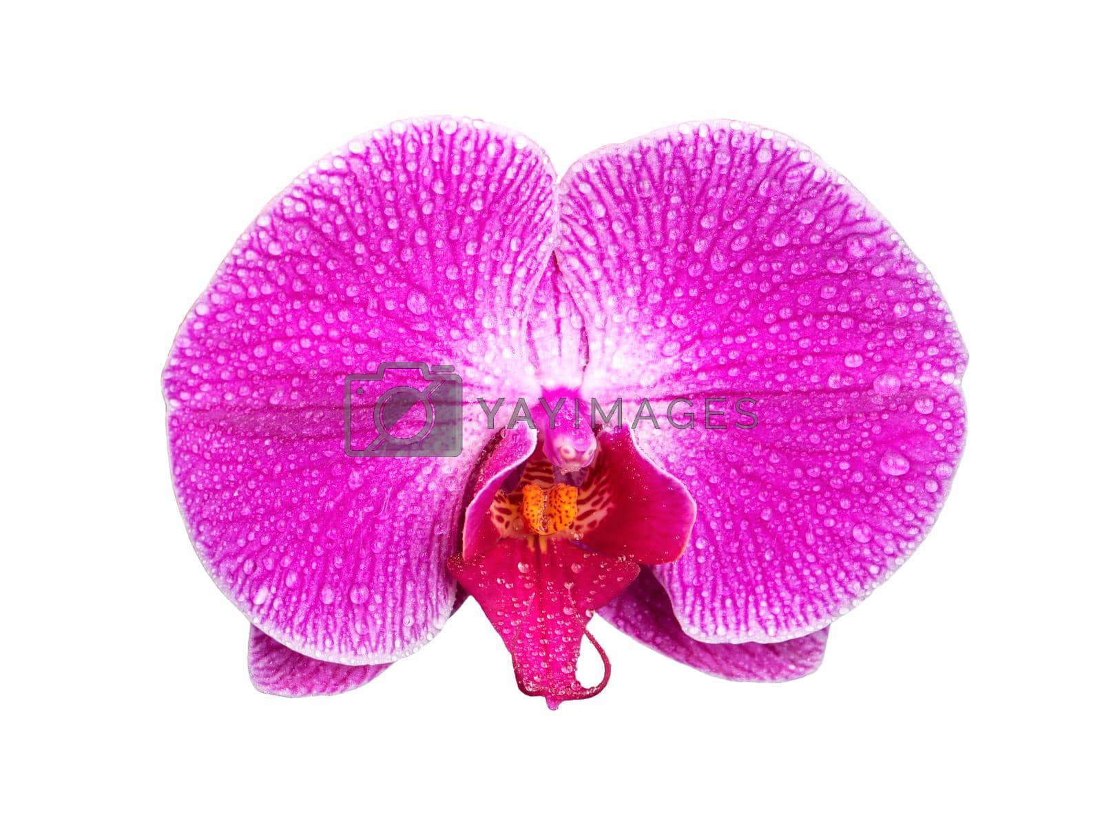 Royalty free image of Orchid flower isolated by andregric