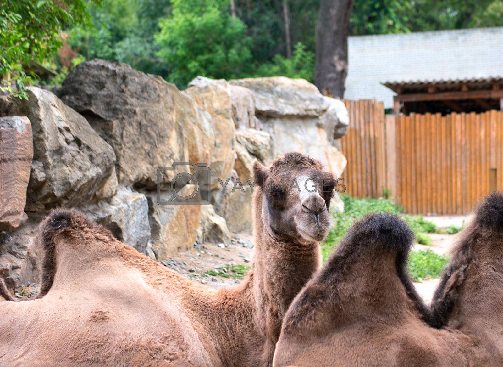 Royalty free image of Camel in zoo by andregric