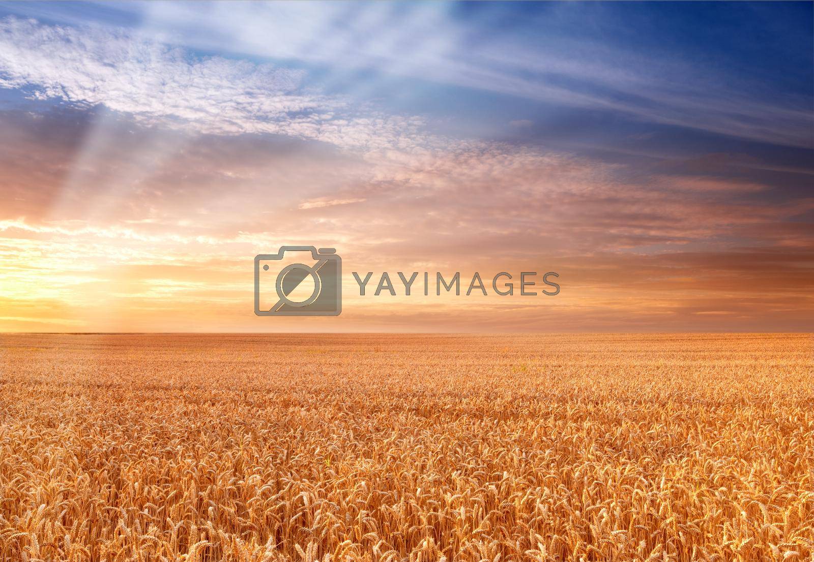 Royalty free image of A photo of Sunset at the countryside, denmark - time for harvest. A photo of Sunset at the countryside, denmark - time for harvest. by YuriArcurs