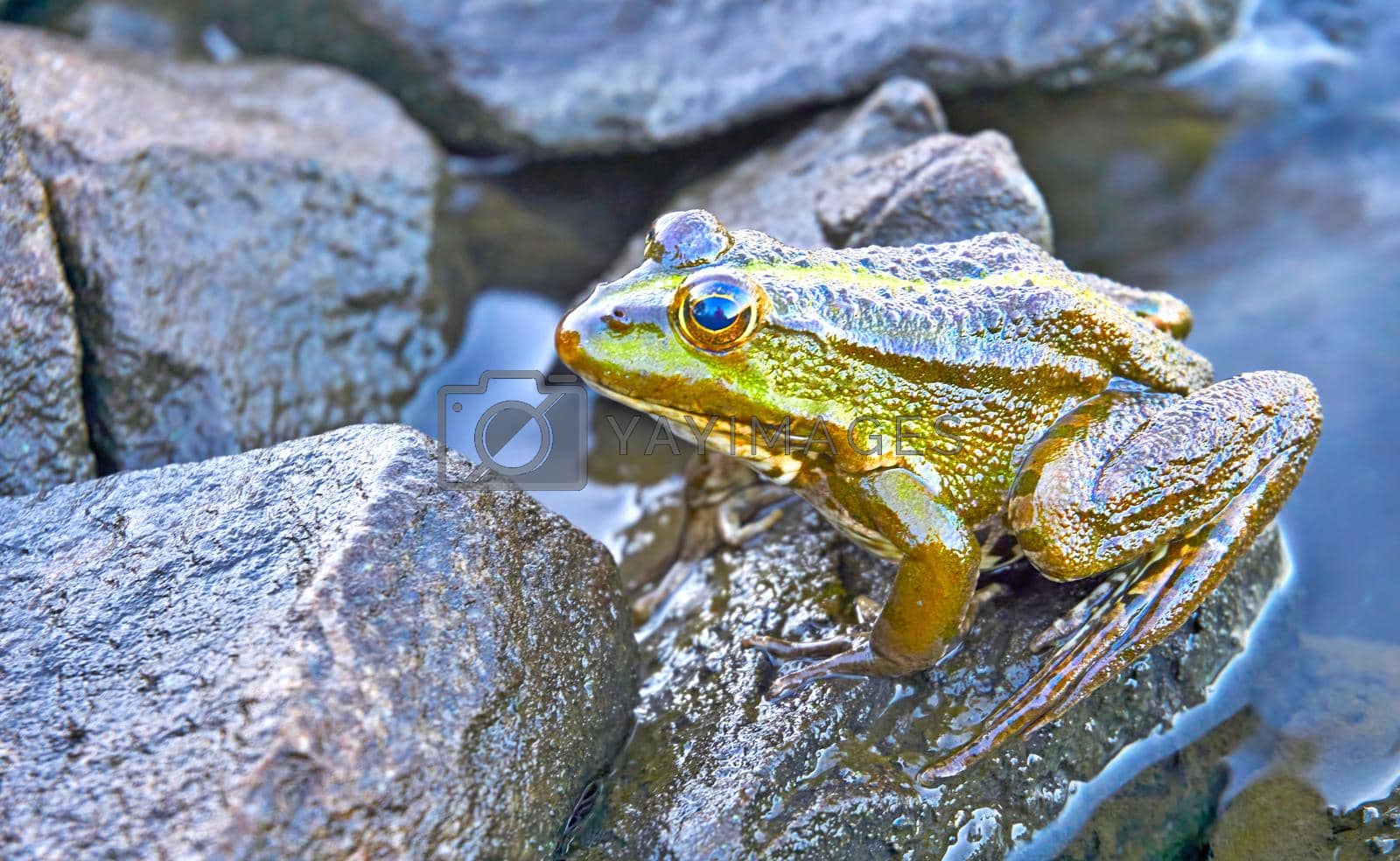 Royalty free image of Green brown golden frog sitting on granite stones by jovani68
