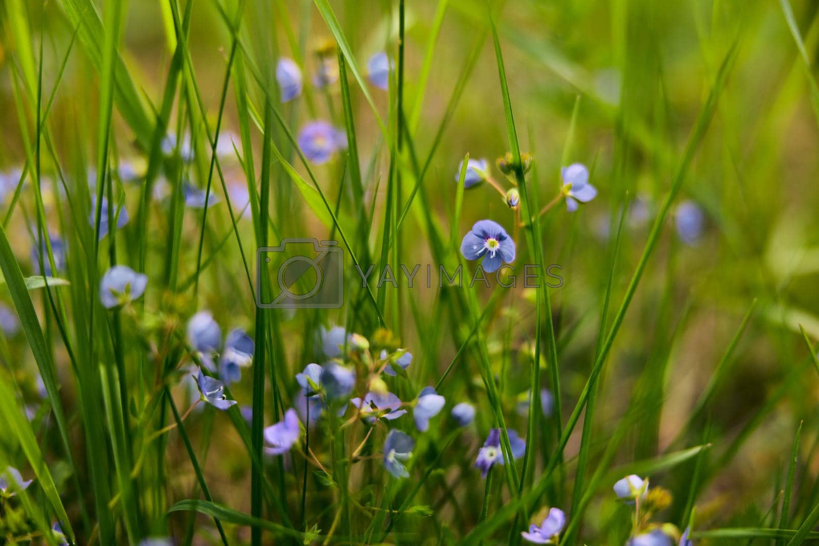 Royalty free image of photo of small blue wildflowers in the grass in the sun. Macro shooting by Vichizh