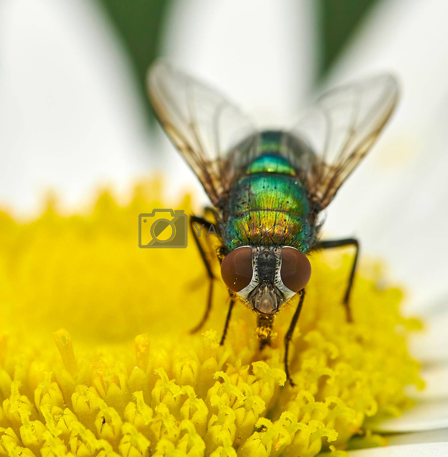 Royalty free image of Closeup of a fly on a yellow daisy flower outside. The common blowfly harvests nectar from the stamen of a chamomile plant. Zoom in on a blowfly pollinating a garden plant in summer by YuriArcurs