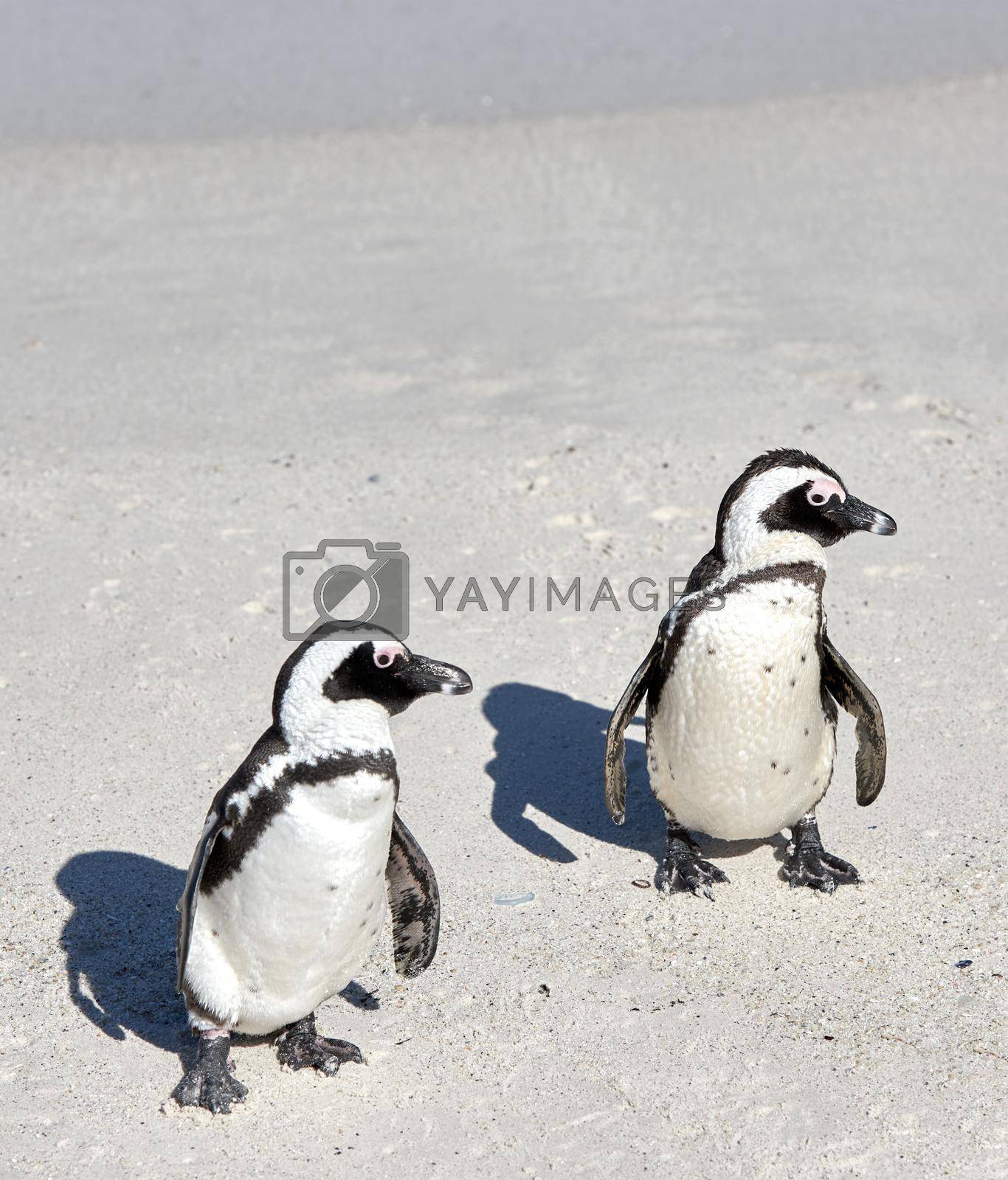 Royalty free image of Two black footed African penguins standing on a sandy beach in a breeding colony and coast conservation reserve. Cute endangered waterbirds, aquatic sea and ocean wildlife, protected for tourism by YuriArcurs