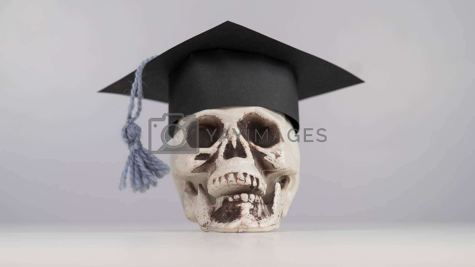 Royalty free image of Toy plastic skull with academic cap on a white background. by mrwed54