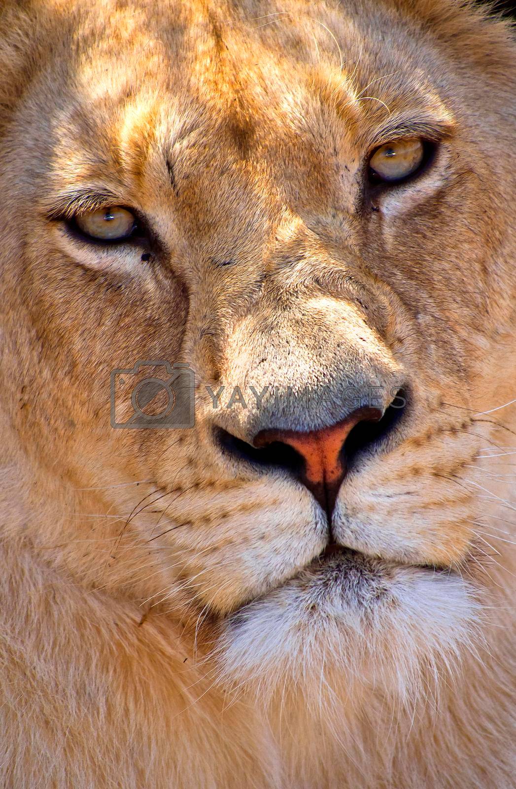 Royalty free image of Lion, Wildlife Reserve, South Africa by alcaproac