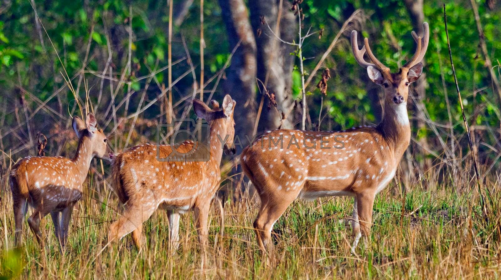Royalty free image of Spotted Deer, Royal Bardia National Park, Nepal by alcaproac
